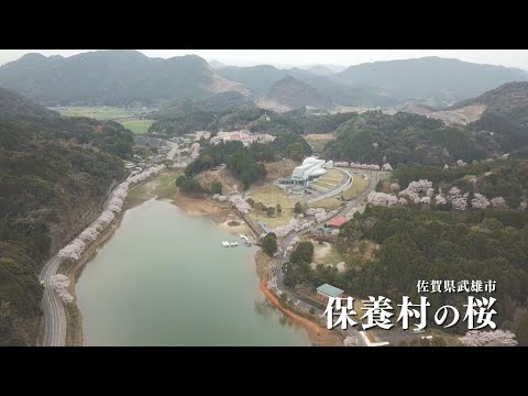 佐賀県武雄市　［保養村の桜］通常バージョン