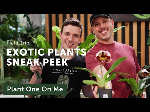 ILL EXOTICS Philly Flower Show Installation SNEAK PEEK — Ep. 307