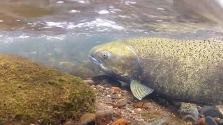 The WDFW: Making Way For Salmon