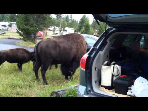 Bison in Yellowstone campsite 2 of 2