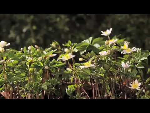 Firoza colour flower