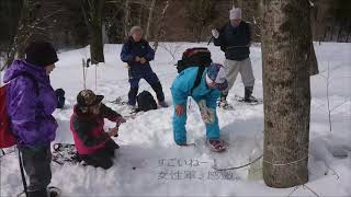 メープルシロップづくりに挑戦