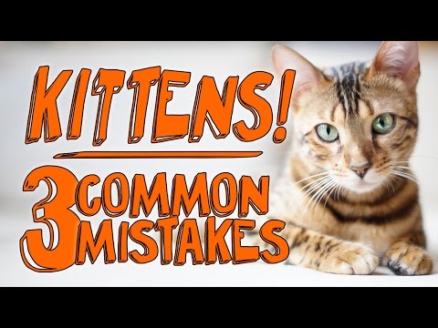 3 Major Mistakes with New Kittens