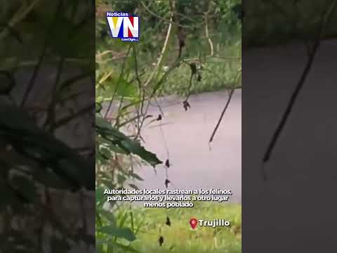 #Trujillo Avistan dos felinos cerca del poblado Escuque y la ciudad de Valera. #cunaguaro