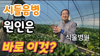 시들음병! 이거면 다 잡는다! 뿌리 현미경으로 봤더니? 이러니 다 죽지!  에코윈S