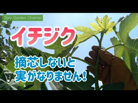 背が高すぎるイチジクの木を剪定するにはどうすればよいですか？簡単なヒントに従ってください。  庭園
