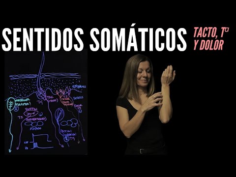 Receptores de los sentidos somáticos (tacto, temperatura, dolor y picor)