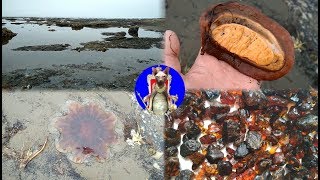 Когда лучше ловить палтуса прилив или отлив