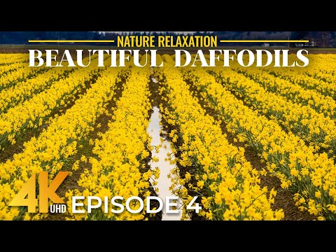 Vibrant Daffodils in 4K – Skagit Valley Spring Flower Fields with Real Nature Sounds | Episode 4