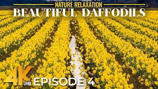 Vibrant Daffodils in 4K – Skagit Valley Spring Flower Fields with Real Nature Sounds | Episode 4