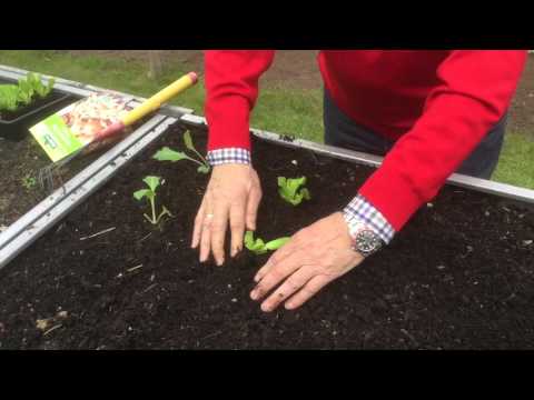 Hochbeet-Naschgarten: Leckeres Gemüse auf kleinem Raum