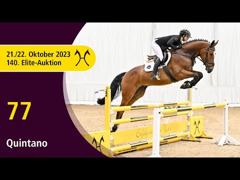 140th Elite-Auction - Oct. 21/22 - No. 77 Quintano by Qualito I - Stolzenberg