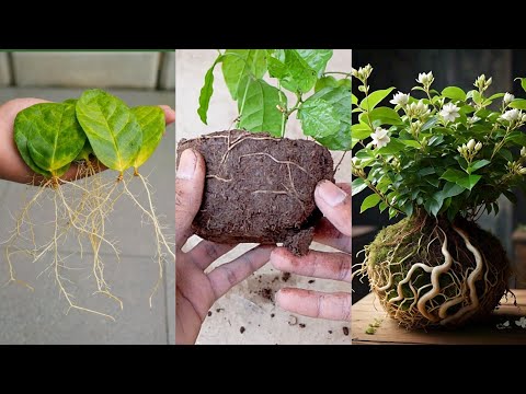 Unlocking the Secrets of Thriving Jasmine Plants