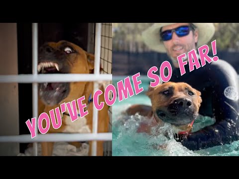 An Update on Nevaeh’s Progress so far | Shelter Dog Transformation