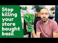 Keep Your Store Bought Basil Alive