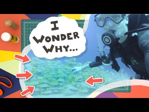 YouTube video about: Why do fish swim in schools joke?
