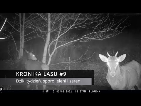 Kronika Lasu #9 - Dziki tydzień, sporo jeleni, sarny