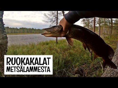 KALASSA TAIVALKOSKELLA - HAUKEA JA AHVENTA METSÄLAMMESTA