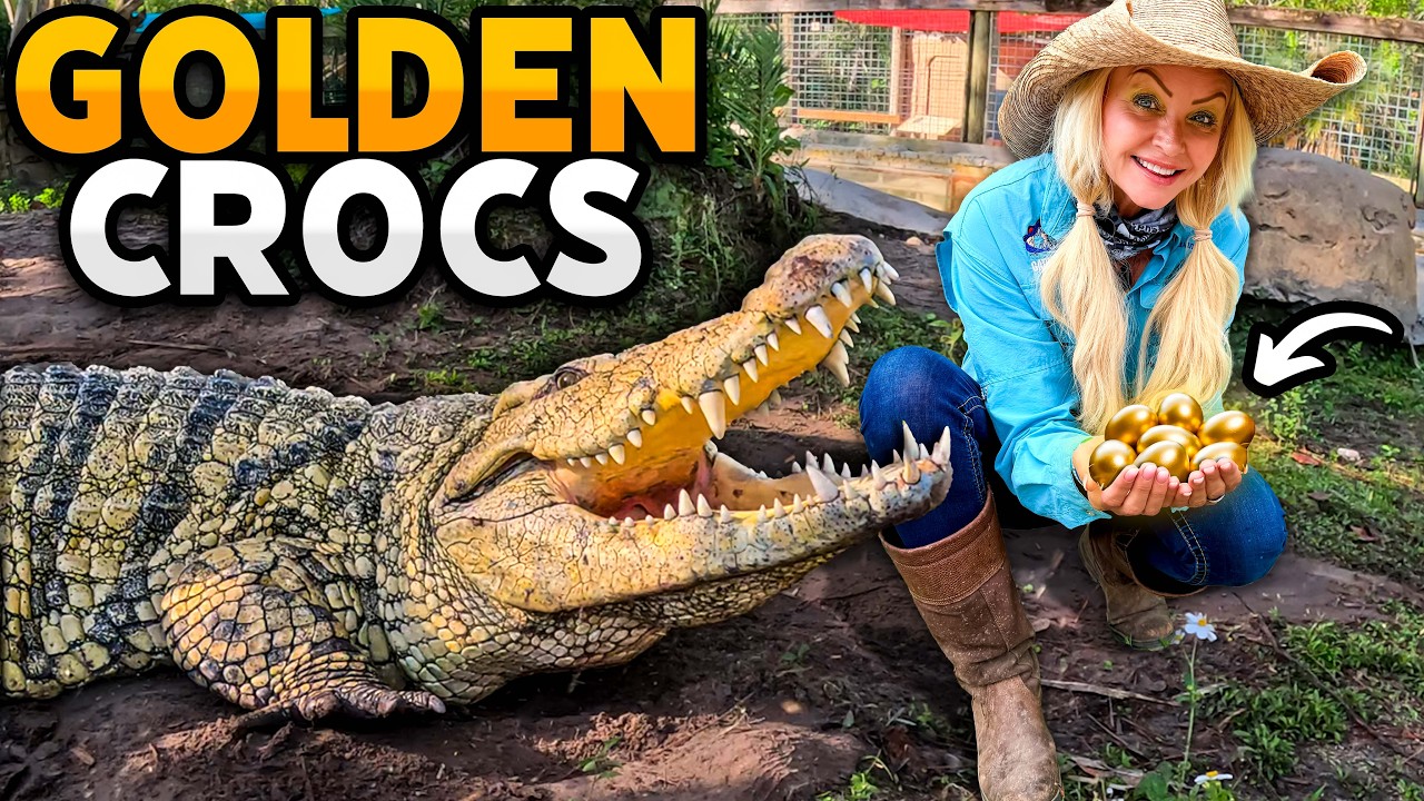 We Found Rare Golden Crocodile Eggs!