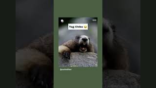 Download lagu tag that chiku #trending#shorts#chiku mp3