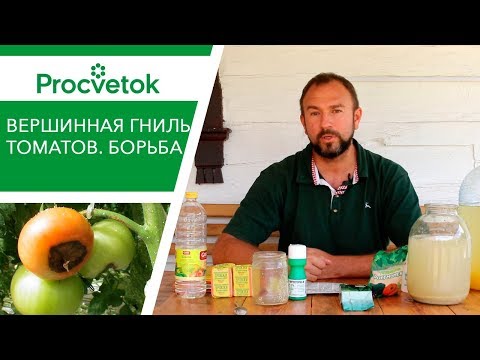 Болезни томатов - вершинная гниль. Чем подкормить томаты, огурцы, перец, баклажаны? Средства защиты