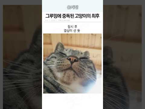 그루밍에 중독된 고양이의 최후
