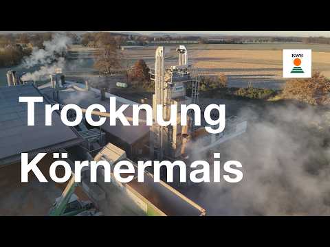 Drying of grain corn on the farm at Eulenbruch