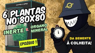 CICLO COMPLETO NO CULTIVO INDOOR — 6 PLANTAS NO GROW 80x80 (PARTE 1)