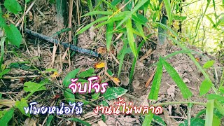 ภารกิจจับโจรขโมยหน่อไม้ งานนี้มีเสียว ต้องจับให้ได้ /ตุ้มแพรว พาเพลิน EP.816