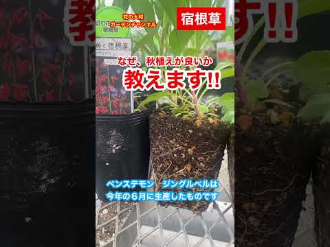 耐寒性の芳香植物：秋に植えたい代表的な植物  庭園