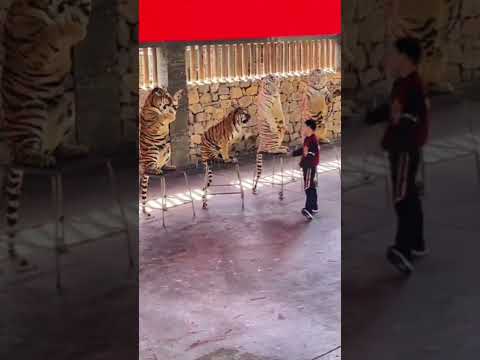 circus lions how to circus lions #shorts #animals #lion #circus