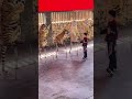 Circus Lions How To Circus Lions Shorts Animals Lion Circus