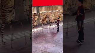 circus lions how to circus lions #shorts #animals #lion #circus