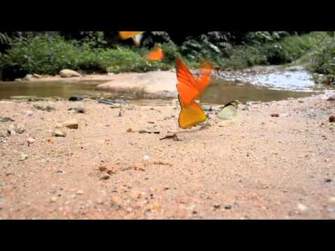 ベニシロチョウの吸水集団