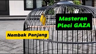 Download lagu Masteran Pleci GAZA Plat Ae Shoot Long mp3 Download lagu Masteran Pleci GAZA Plat Ae Shoot Long mp3