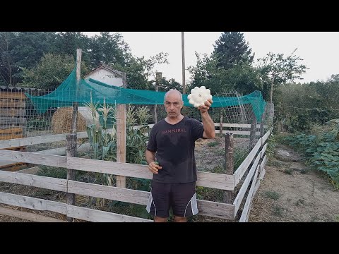 Mélymulcs 17. - Csapás, csapás hátán, szinte semmi nem úgy alakul ahogy terveztem, még az ág is húz