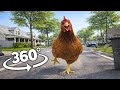 Angry Chicken Chase 360 POV