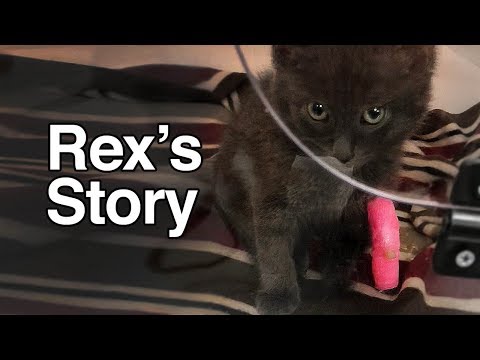 Kitten Bites Electric Cord - Animal Emergency & Specialty Hospital