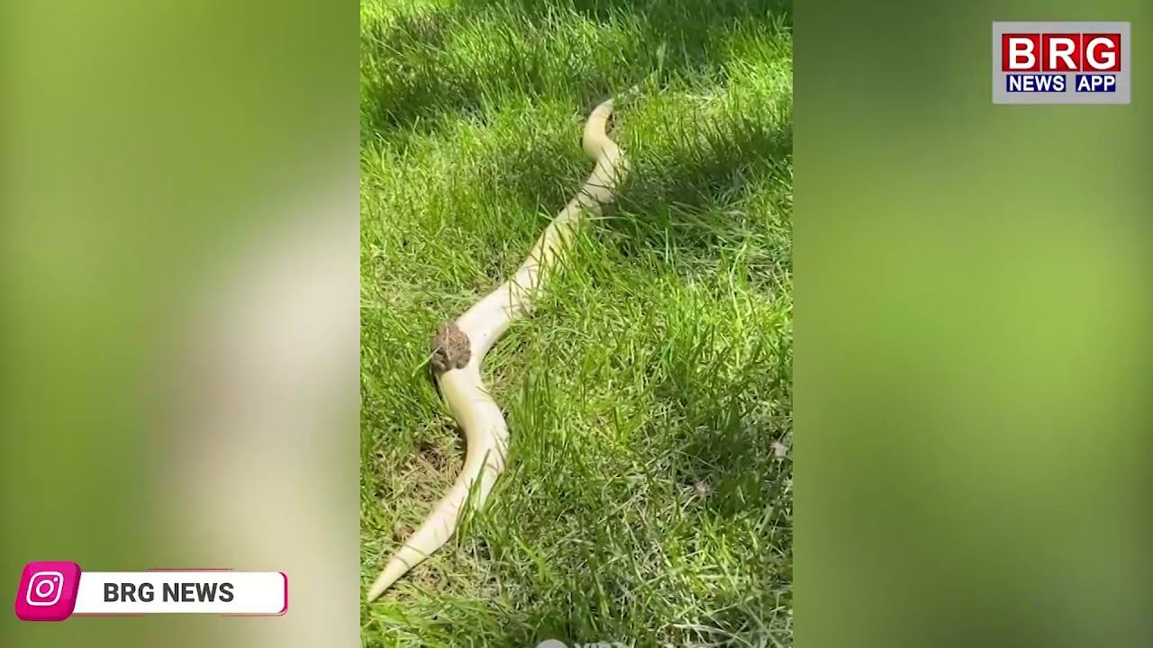 Frog riding snake in viral video | इस मेंढक की हिम्मत को दाद देनी पड़ेगी | Frog thug life