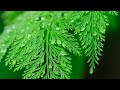 Thenmerku Paruvakatru Whatsapp Status Tamil Love Status Video Love Whatsapp InTamil இன்தம�