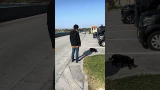 猫とウクレレと沖縄の海