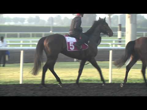 Dubai World Cup Profile - Coolmore Horses Hit Track