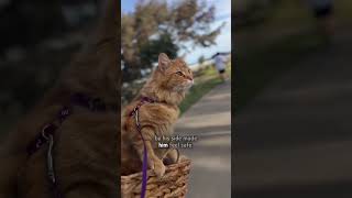 Download lagu Dog person falls in love with his first cat #shorts mp3 Download lagu Dog person falls in love with his first cat #shorts mp3