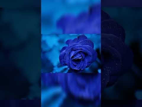 The most Beautiful Flowers Video Blooming 2022