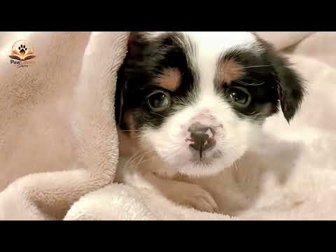 Everyone Walked Past These Freezing Puppies… But She Stopped
