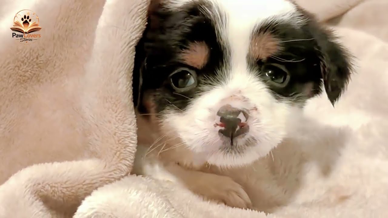 Everyone Walked Past These Freezing Puppies… But She Stopped