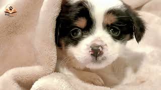 Everyone Walked Past These Freezing Puppies… But She Stopped