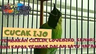 Download lagu Cucak ijo tembakan lovebird, kenari, cililin dan kapas tembak dibawakan roll tembak mp3