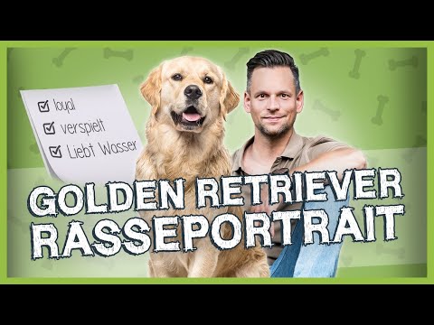 GOLDEN RETRIEVER: Herkunft, Wesen und Anforderungen [Rasseportrait]