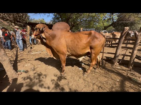 Toro gyr puro de venta en san Miguel el transito 
